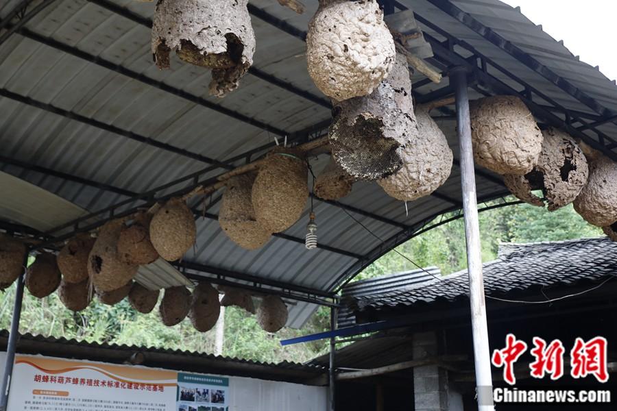 胡蜂養(yǎng)殖基地懸掛著巨大的廢棄蜂巢。中新網(wǎng)記者 張旭 攝