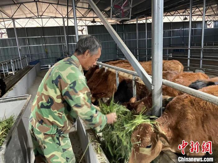 小黃牛養(yǎng)殖基地?！⌒阒迏^(qū)傳媒中心供圖